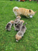 Photo №1. welsh corgi - for sale in the city of Vienna | negotiated | Announcement № 77602