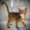 Photo №1. abyssinian cat - for sale in the city of Oberhausen | 285$ | Announcement № 99751