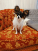 Photo №1. papillon dog - for sale in the city of Riga | 1057$ | Announcement № 98316