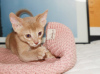Photo №1. abyssinian cat - for sale in the city of Kiev | 350$ | Announcement № 79503
