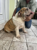 Additional photos: English bulldog, premium puppy