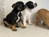 Photo №4. I will sell staffordshire bull terrier in the city of Minsk. breeder - price - 1100$