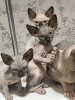 Additional photos: Canadian Sphynx kittens, elf