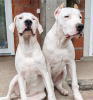 Photo №1. dogo argentino - for sale in the city of Aleksinac | negotiated | Announcement № 120097