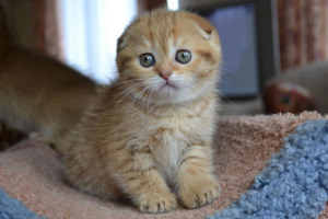 Additional photos: Scottish golden chinchilla kittens for sale, kittens born on