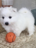 Photo №1. japanese spitz - for sale in the city of Vitebsk | negotiated | Announcement № 38821