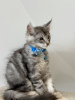 Additional photos: Palm Riviera Cattery Elite Maine Coon Kittens with Passport, Genetic Testing and