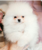 Photo №1. pomeranian - for sale in the city of Grenoble | negotiated | Announcement № 27788