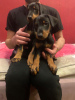 Photo №4. I will sell dobermann in the city of Tbilisi. private announcement - price - 350$