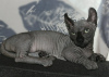 Additional photos: Bambino and dwelf kittens