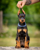 Photo №4. I will sell dobermann in the city of Belgrade. breeder - price - negotiated