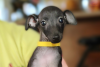 Photo №2 to announcement № 99682 for the sale of italian greyhound - buy in Slovakia breeder