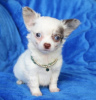 Photo №1. chihuahua - for sale in the city of Helsinki | Is free | Announcement № 98983