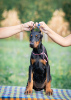 Additional photos: Doberman puppies for sale