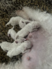 Photo №2 to announcement № 103760 for the sale of bichon frise - buy in United States private announcement
