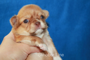 Additional photos: Chihuahua chocolate dog for mating