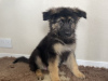 Photo №2 to announcement № 123487 for the sale of german shepherd - buy in Finland private announcement, breeder