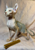 Photo №2 to announcement № 31169 for the sale of sphynx-katze - buy in Russian Federation private announcement
