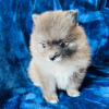 Photo №4. I will sell pomeranian in the city of Филадельфия. private announcement - price - 579$