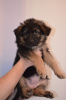 Additional photos: German shepherd puppies