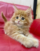 Photo №2 to announcement № 115130 for the sale of maine coon - buy in Germany 