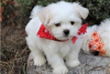 Photo №2 to announcement № 22343 for the sale of maltese dog - buy in United States 