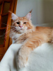 Photo №1. maine coon - for sale in the city of Rostov-on-Don | negotiated | Announcement № 21334