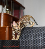Photo №4. I will sell bengal cat in the city of Minsk. from nursery - price - 366$
