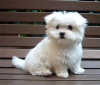 Photo №1. maltese dog - for sale in the city of Geneva | negotiated | Announcement № 8750