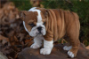 Photo №1. english bulldog - for sale in the city of Marietta | negotiated | Announcement № 110076