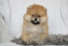 Photo №1. pomeranian - for sale in the city of Ołomuniec | 475$ | Announcement № 123694