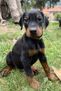 Photo №2 to announcement № 71818 for the sale of dobermann - buy in Serbia breeder