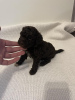 Additional photos: Lagotto Romagnolo puppies