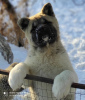 Photo №3. American Akita puppies. Russian Federation