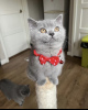 Photo №3. British shorthair. Germany