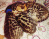 Photo №1. bengal cat - for sale in the city of Khabarovsk | 325$ | Announcement № 106719