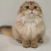 Photo №4. I will sell scottish fold in the city of Brest. from nursery - price - 800$