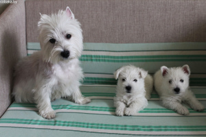 Photo №1. west highland white terrier - for sale in the city of Kiev | 500$ | Announcement № 443