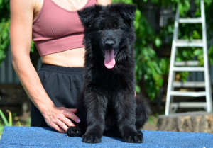 Additional photos: German Shepherd puppies long-haired, black and shabrack, 33 days old, FCI