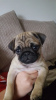 Photo №1. pug - for sale in the city of Mainz | 423$ | Announcement № 95037
