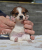 Photo №1. jack russell terrier - for sale in the city of Minsk | 240$ | Announcement № 20446