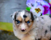 Photo №2 to announcement № 123107 for the sale of australian shepherd - buy in Australia breeder