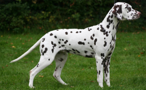 Photo №2 to announcement № 608 for the sale of dalmatian dog - buy in Kazakhstan breeder