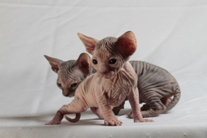 Photo №1. sphynx cat - for sale in the city of Sydney | 1000$ | Announcement № 302
