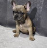Photo №2 to announcement № 98684 for the sale of french bulldog - buy in United States 
