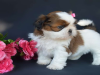 Photo №1. shih tzu - for sale in the city of Helsinki | 423$ | Announcement № 56462