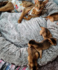 Photo №1. abyssinian cat - for sale in the city of Антверпен | negotiated | Announcement № 75558