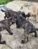 Photo №1. cane corso - for sale in the city of Würzburg | negotiated | Announcement № 103115