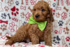 Photo №3. Beautiful Cavapoo Puppies For free adoption. Guinea-Bissau