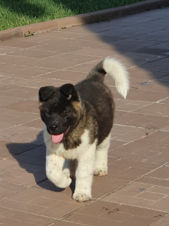Photo №4. I will sell american akita in the city of Zhigulevsk. private announcement - price - 732$